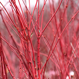 Plant Photo 7