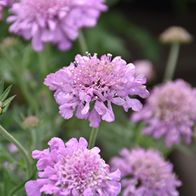 Plant Photo 10