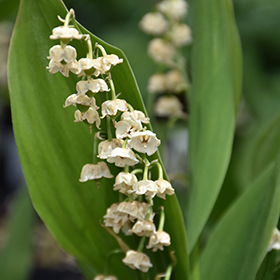 Plant Photo 10