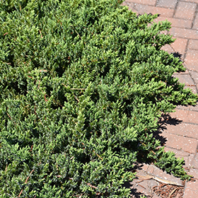 Plant Photo 4