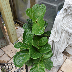 Plant Photo 2
