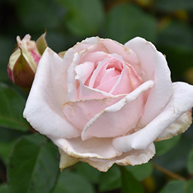 Plant Photo 10