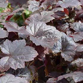 Plant Photo 3
