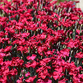 Plant Photo 7
