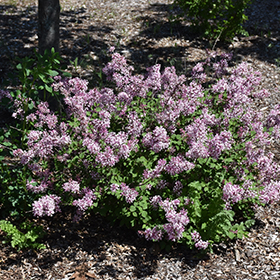 Plant Photo 1