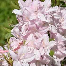 Plant Photo 1