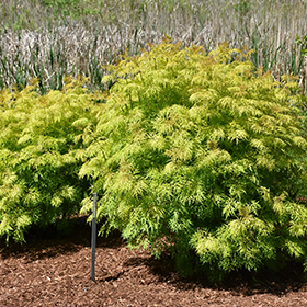 Plant Photo 4