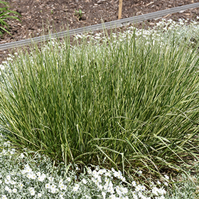 Plant Photo 6