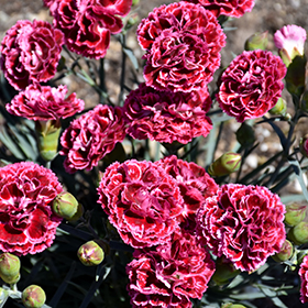 Plant Photo 7