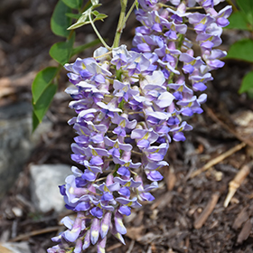 Plant Photo 10