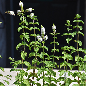 Plant Photo 1