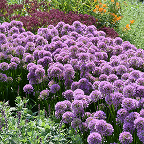 Plant Photo 2