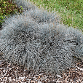 Plant Photo 7