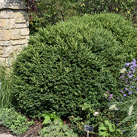 Plant Photo 2