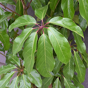 Plant Photo 10