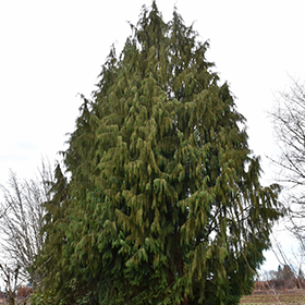Plant Photo 2