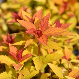 Plant Photo 6