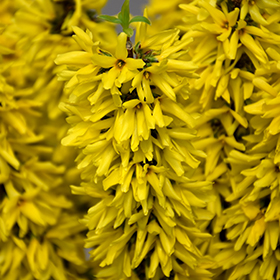 Plant Photo 2