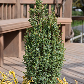 Plant Photo 2