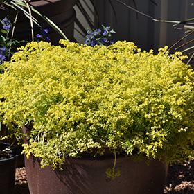 Plant Photo 2