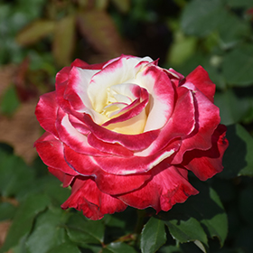 Plant Photo 9