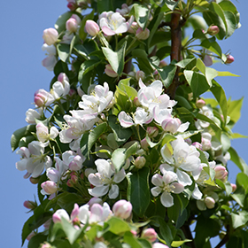 Plant Photo 9