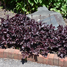 Plant Photo 3