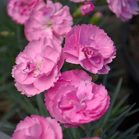 Plant Photo 4