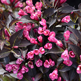 Plant Photo 1