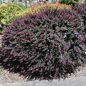 Plant Photo 5