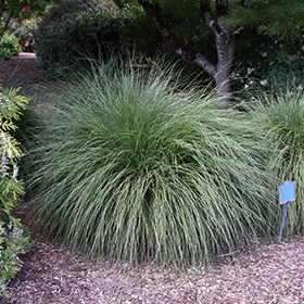 Plant Photo 5