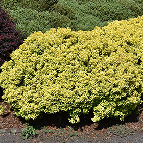 Plant Photo 6