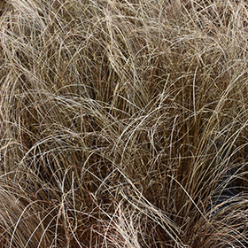 Plant Photo 7