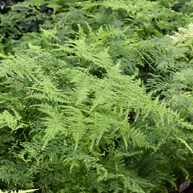 Plant Photo 4