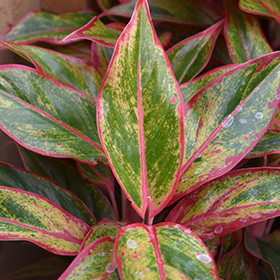 Plant Photo 2
