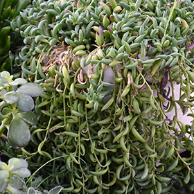 Plant Photo 8