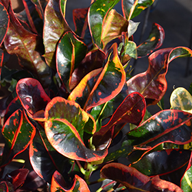 Plant Photo 5