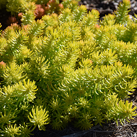 Plant Photo 4