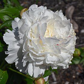 Plant Photo 9