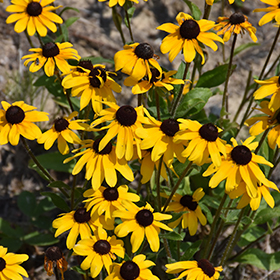 Plant Photo 9
