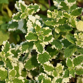 Plant Photo 3