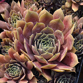 Plant Photo 2