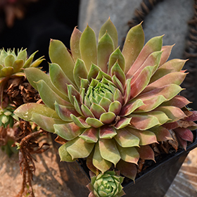 Plant Photo 9