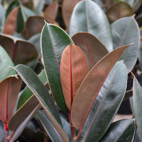 Plant Photo 10