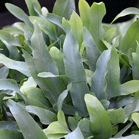 Plant Photo 3