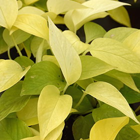 Plant Photo 5