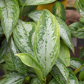 Plant Photo 3