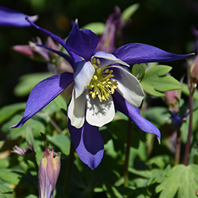 Plant Photo 8