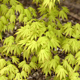 Plant Photo 4