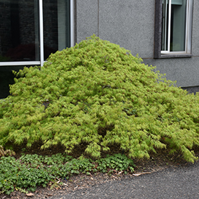 Plant Photo 7
